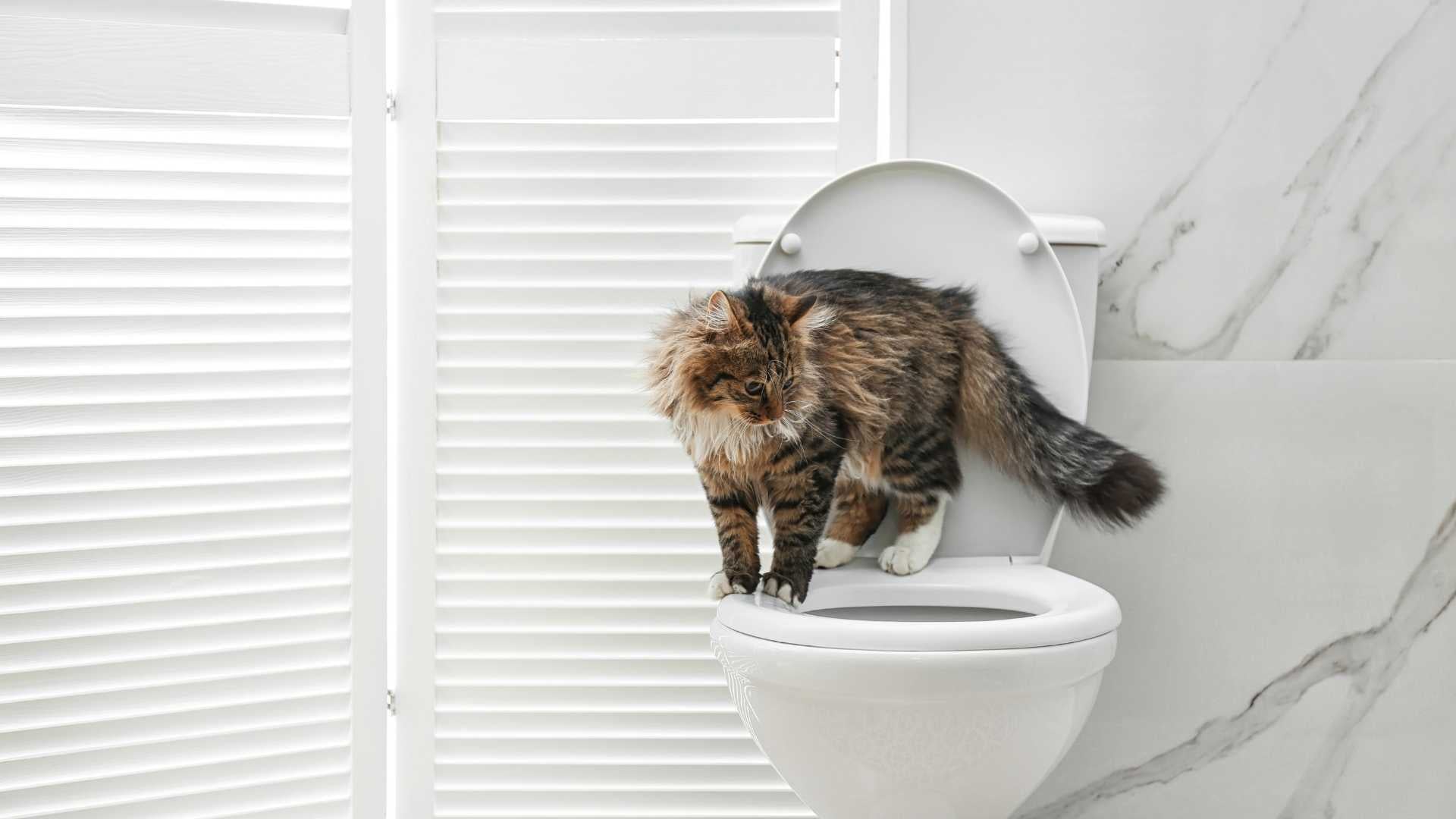 Gato no puede orinar